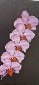 Phalaenopsis Barbara Freed Saltzman