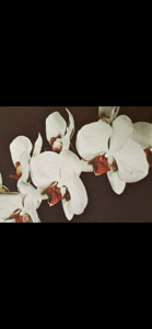 Phalaenopsis Arthur Freed