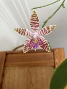 Phalaenopsis Ambomanniana