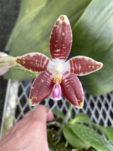 Phalaenopsis Ambotrana