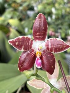 Phalaenopsis Ambotrana