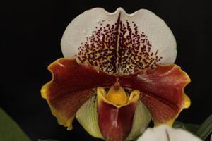 Paphiopedilum Winston Churchill