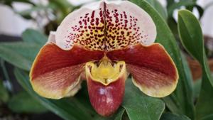 Paphiopedilum Winston Churchill