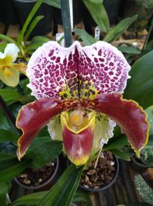 Paphiopedilum World Fantasy