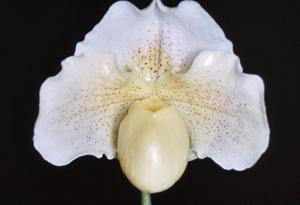 Paphiopedilum White Knight