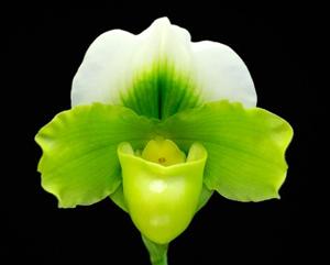 Paphiopedilum Via Muchos Ninos