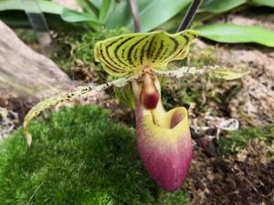 Paphiopedilum Transvaal