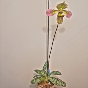 Paphiopedilum Shirley Amundson