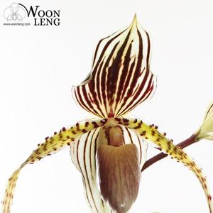 Paphiopedilum Saint Swithin