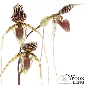 Paphiopedilum Saint Swithin