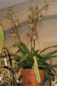 Paphiopedilum Saint Swithin