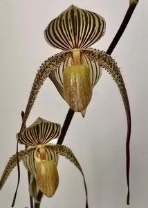 Paphiopedilum Saint Swithin