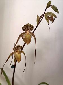 Paphiopedilum Saint Swithin