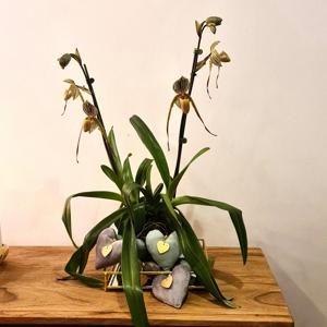 Paphiopedilum Saint Swithin