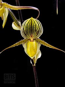 Paphiopedilum Saint Swithin