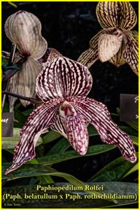 Paphiopedilum Rolfei