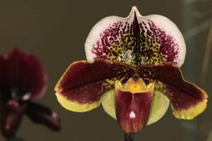 Paphiopedilum Mildred Hunter