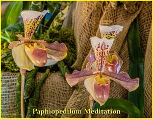 Paphiopedilum Meditation