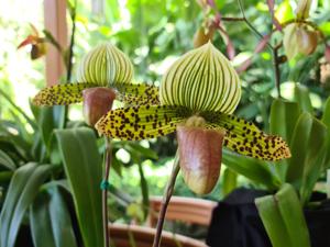 Paphiopedilum Makuli