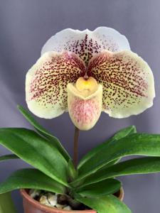 Paphiopedilum Lady Luck