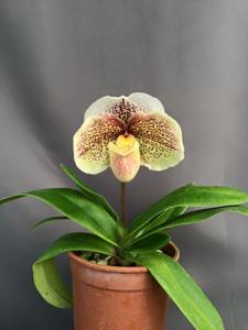 Paphiopedilum Lady Luck