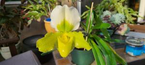 Paphiopedilum Kay Rinaman