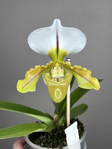 Paphiopedilum Hamana Spice