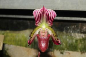 Paphiopedilum Gowerianum