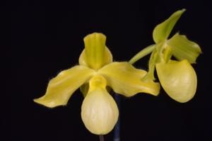 Paphiopedilum Golddollar