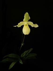 Paphiopedilum Golddollar