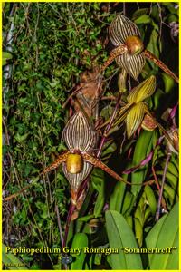 Paphiopedilum Gary Romagna