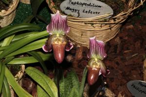 Paphiopedilum Faire-Maud