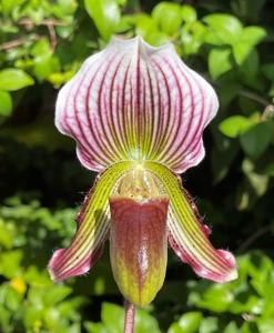 Paphiopedilum Faire-Maud