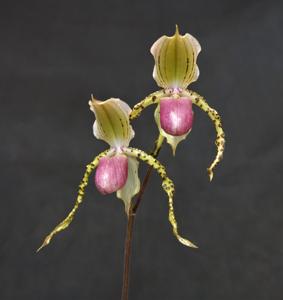 Paphiopedilum Ethel