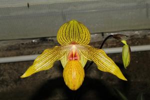 Paphiopedilum Dollgoldi