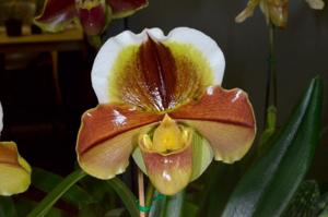 Paphiopedilum Danella