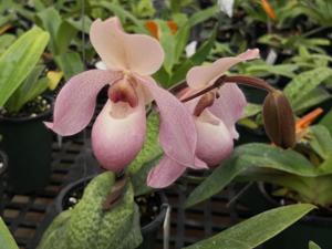 Paphiopedilum Delophyllum