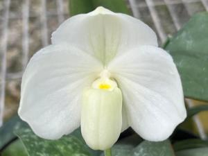 Paphiopedilum Bella Lucia