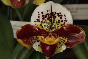 Paphiopedilum Bell Ringer