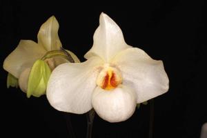 Paphiopedilum Armeni White