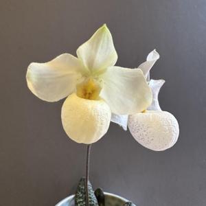 Paphiopedilum Armeni White