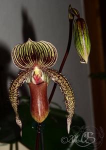 Paphiopedilum A. de Lairesse