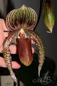 Paphiopedilum A. de Lairesse