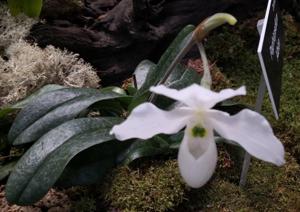 Paphiopedilum Albion