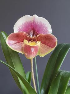 Paphiopedilum Amandahill