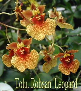 Tolumnia Robsan