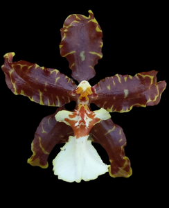 Oncidium Anthroclus