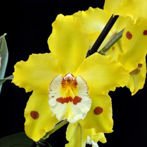 Oncidium Stonehurst Yellow