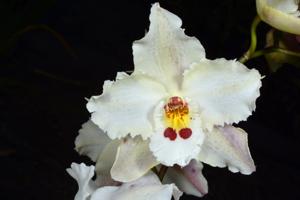 Oncidium Coupe Point