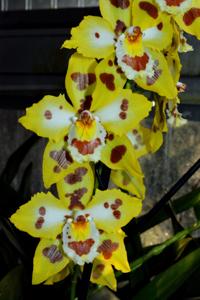 Oncidium Hildesheim